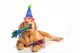 Dog Birthday Party Wall Decal