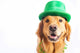 St Patrick's Day Dog Wall Decal