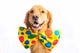 Dog Clown with Bow Tie Wall Decal