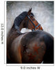 Portrait Sports Horse Winter Wall Decal