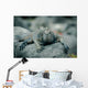 Iguanas San Cristobal Galapagos Wall Decal