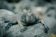 Iguanas San Cristobal Galapagos Wall Decal