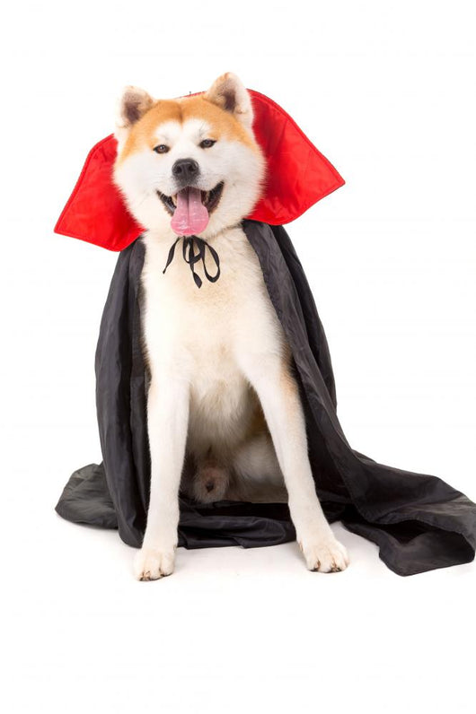 Vampire Akita Inu Wall Decal