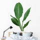 Banana Plant Wall Decal