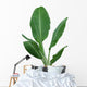 Banana Plant Wall Decal