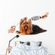 Yorkshire Terrier Grooming Salon Wall Decal