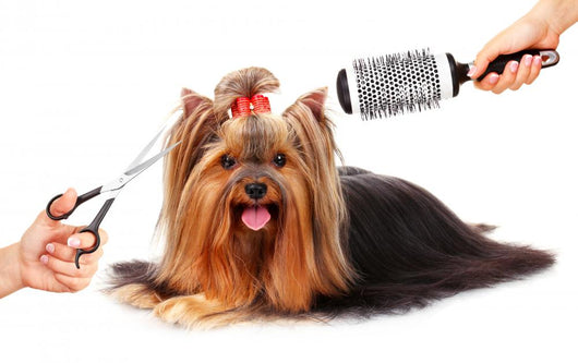 Yorkshire Terrier Grooming Salon