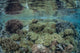 Reef Coral Triangle Wall Decal