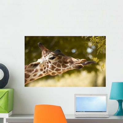 Giraffe Eating Leaves Wall Decal shown on a wall