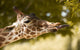 Giraffe Eating Leaves Wall Decal
