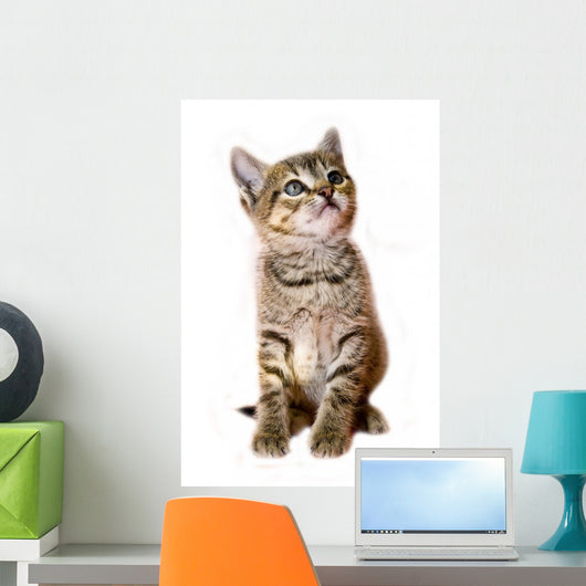 kitten isolated Wall Decal