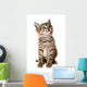 kitten isolated Wall Decal
