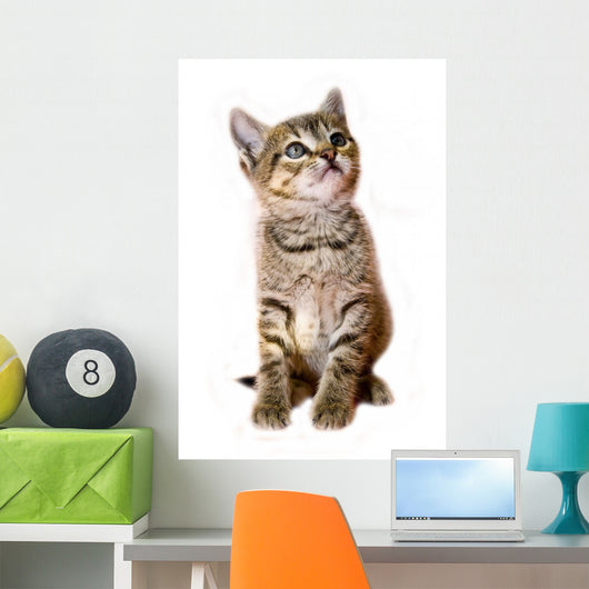 kitten isolated Wall Decal