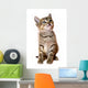 kitten isolated Wall Decal