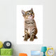 kitten isolated Wall Decal