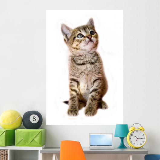 kitten isolated Wall Decal