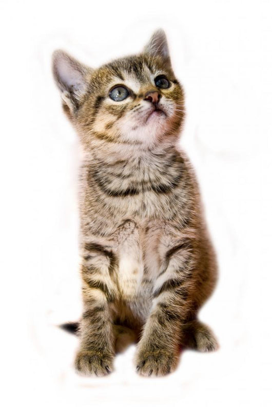 kitten isolated Wall Decal