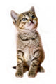 kitten isolated Wall Decal