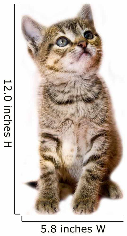 kitten isolated Wall Decal