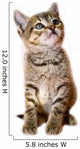 kitten isolated Wall Decal