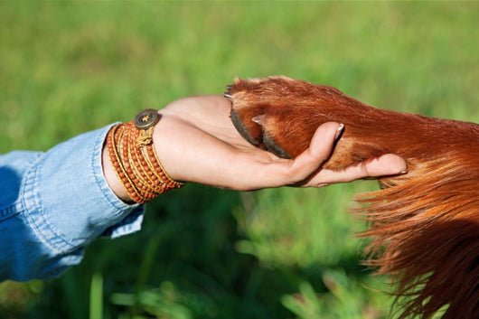 Human Hand Holding Dog's