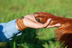 Human Hand Holding Dog's