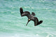 Single Pelican Fishing Wall Decal