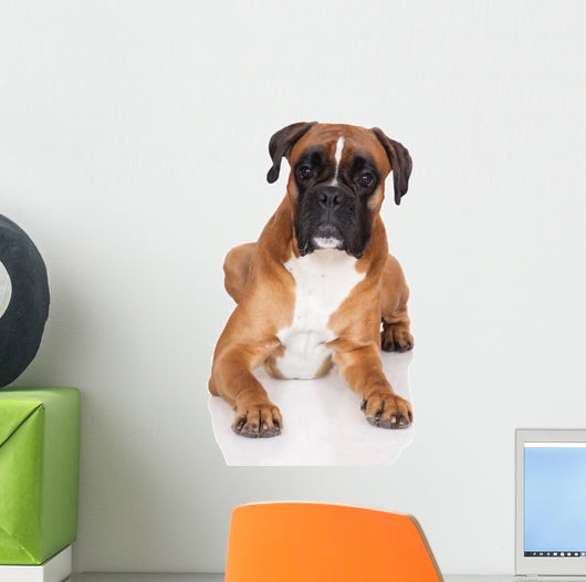 beautiful german boxer dog lying down Wall Decal