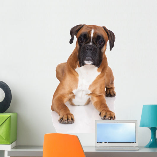 beautiful german boxer dog lying down Wall Decal