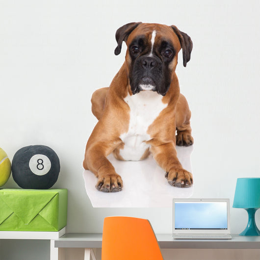 beautiful german boxer dog lying down Wall Decal