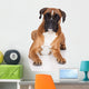 beautiful german boxer dog lying down Wall Decal