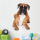 beautiful german boxer dog lying down Wall Decal