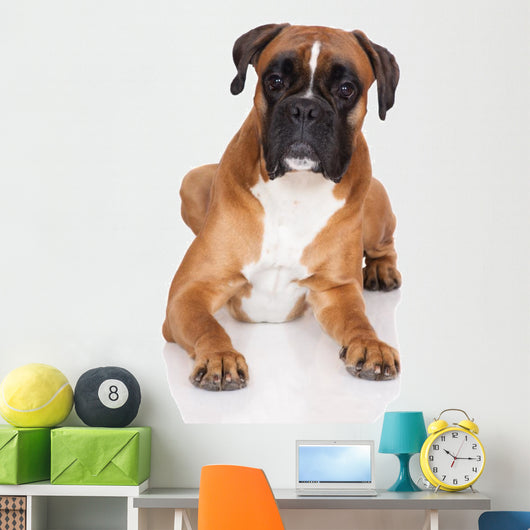 beautiful german boxer dog lying down Wall Decal
