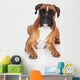 beautiful german boxer dog lying down Wall Decal