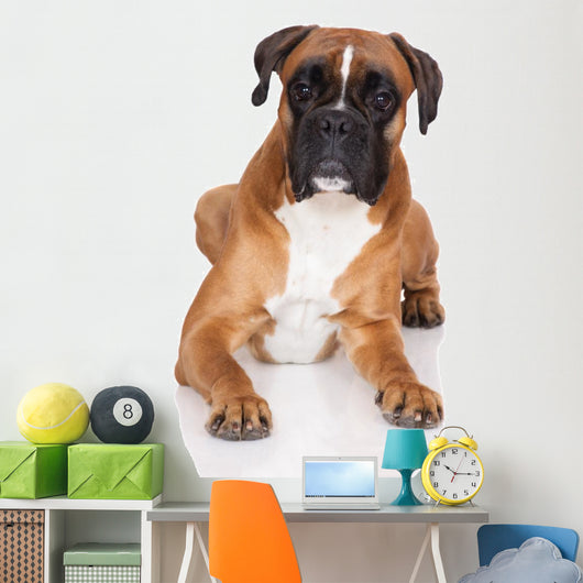 beautiful german boxer dog lying down Wall Decal