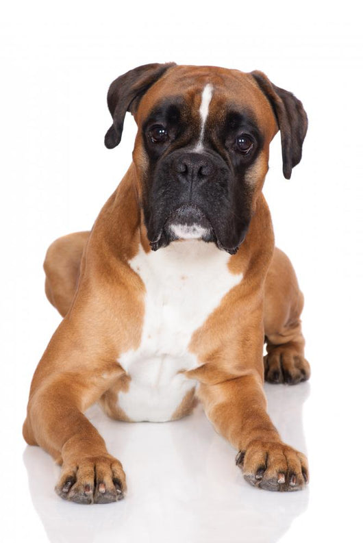 beautiful german boxer dog lying down Wall Decal