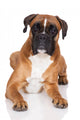 beautiful german boxer dog lying down Wall Decal