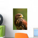 Harris Hawk (Parabuteo unicinctus) Wall Decal