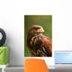 Harris Hawk (Parabuteo unicinctus) Wall Decal