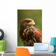 Harris Hawk (Parabuteo unicinctus) Wall Decal