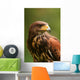 Harris Hawk (Parabuteo unicinctus) Wall Decal