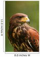 Harris Hawk (Parabuteo unicinctus) Wall Decal