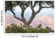 Pine Tree foreground to Grand Canyon Wall Decal
