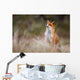 red fox Wall Decal