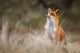 red fox Wall Decal