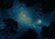 Starry Sky through Trees