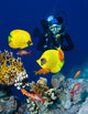 Female Scuba Diver Exploring Wall Decal