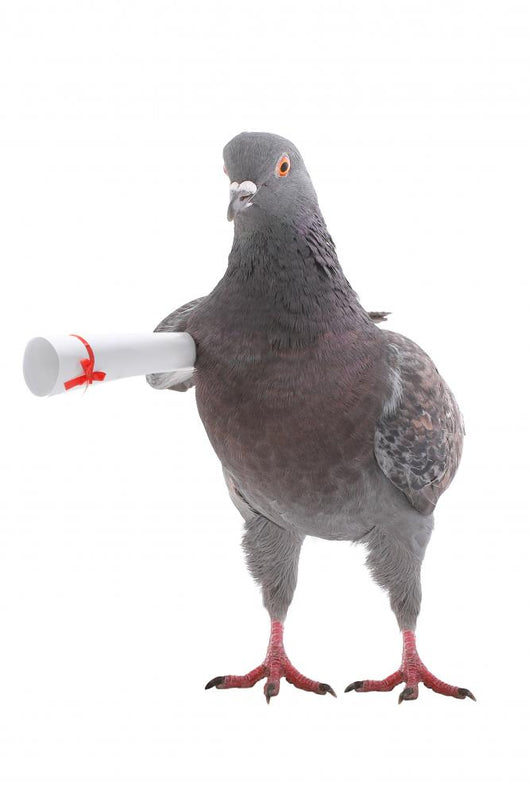 Grey Dove Wall Decal