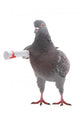 Grey Dove Wall Decal