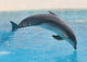Delphin